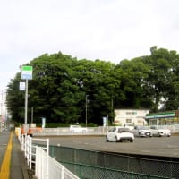 宿田の夫婦ケヤキと下田邸の木々