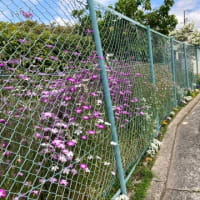 永山園公園4/17.4/24作業しました。