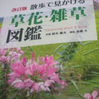 読書「星々の舟」村山　由佳