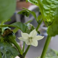 可愛い野菜