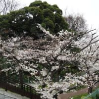 2024石神井川の桜12