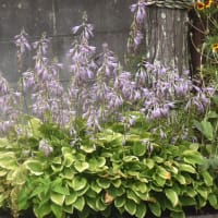 秘密の花園の花たち