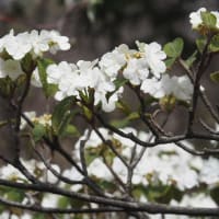 2024年4月20日(土)　[高島]武奈ヶ嶽、もうひとつの「ぶながたけ」は春の花がいっぱい!!
