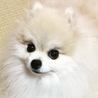 リンの様子