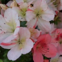 皐月　赤晃山③ 楽天市場】盆栽 皐月 晃山 樹高 約20cm さつき Rhododendron
