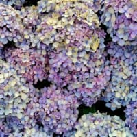 夏越の祓いと、季節のうつろい