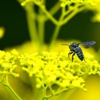 幸福を呼ぶ蜂達