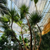 春の佐野植物園