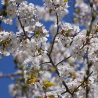 北海道の遅い春の桜13-3