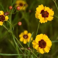 トリトマ付近の花たち