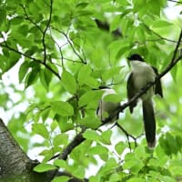 ２羽が同じ枝で、近寄っている。