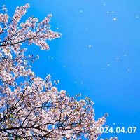 山陰の桜　伯太町の花吹雪　4月7日撮影分　動画でお楽しみください