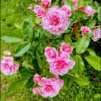 Une rose seule, c'est toutes les roses 　リルケの詩
