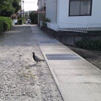 雉！？