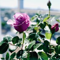 水の綺麗な遠い場所。