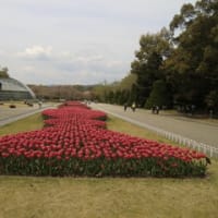 チュウリップの花盛り・・・きれい！