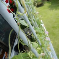 ベランダは夏の花ざかり
