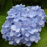 紫陽花
