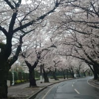 清水公園の桜は今週が見頃