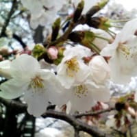 川崎駅西口の桜並木