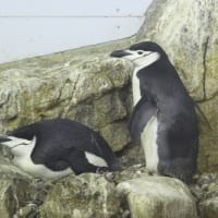 ヒゲペンギンの目
