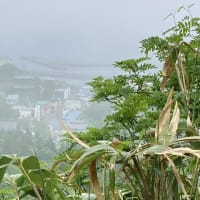利尻島、礼文島の旅　2025/6/23〜25その2