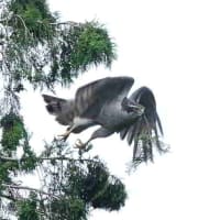 緑の小枝を運ぶオオタカ。
