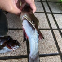 海は楽しい