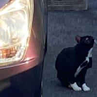 夕ウォーキングの風景。令和7年6月28日。クロちゃんがスリスリモード。