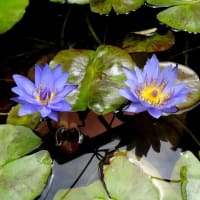 青花伝（ブルースイレン）
