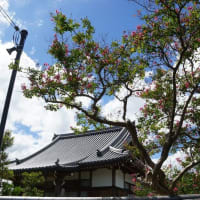 西光寺・・・天平時代！　　　　　京都府京田辺市　　　2024.9.14 訪問