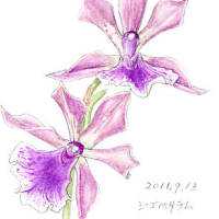 ジゴペタラムの花（イラスト）