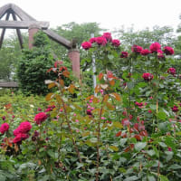 岡山半田山植物園の温室の中とバラ