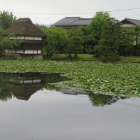 衆楽園（旧津山藩別邸庭園）のスイレン
