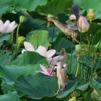 蓮池のヨシゴイ