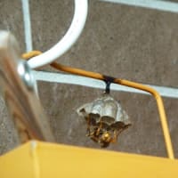 ベランダにアシナガバチの巣が・・・