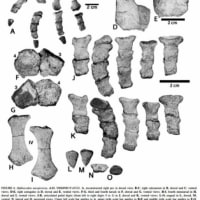 カナヅチワニモドキ(解説の章)…オフィアコドン類