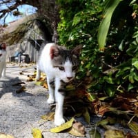 九州F島の猫たち　2025年4月　その13