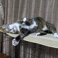 変な格好はダメよ