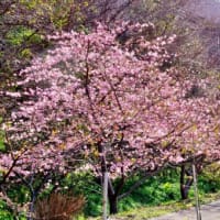 遊水桜の開花状況（2024/2/8）