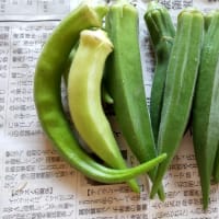 猛暑日続く