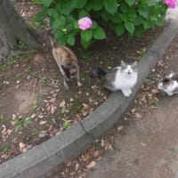 猫百景（松戸の猫たちと紫陽花）