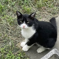 1メートル先の猫クロちゃん