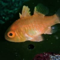 石橋最新生物事情2025/06/05[w/pics]