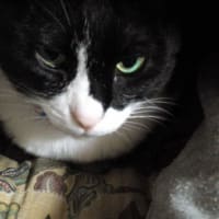 家の猫がですね。