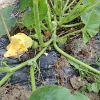 イチゴの収穫終わり、そら豆の収穫