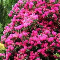 ギンコウボク」珍しい花！一度は見なくちゃ！ - 花と写真に興味