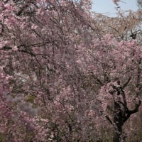 桜を巡る