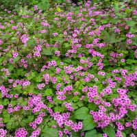 ５月の日比谷公園、紫陽花が咲いてました