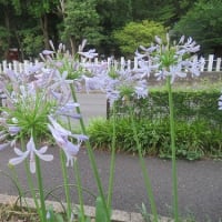 ヴィキの後ろ足がぷるぷるしてる